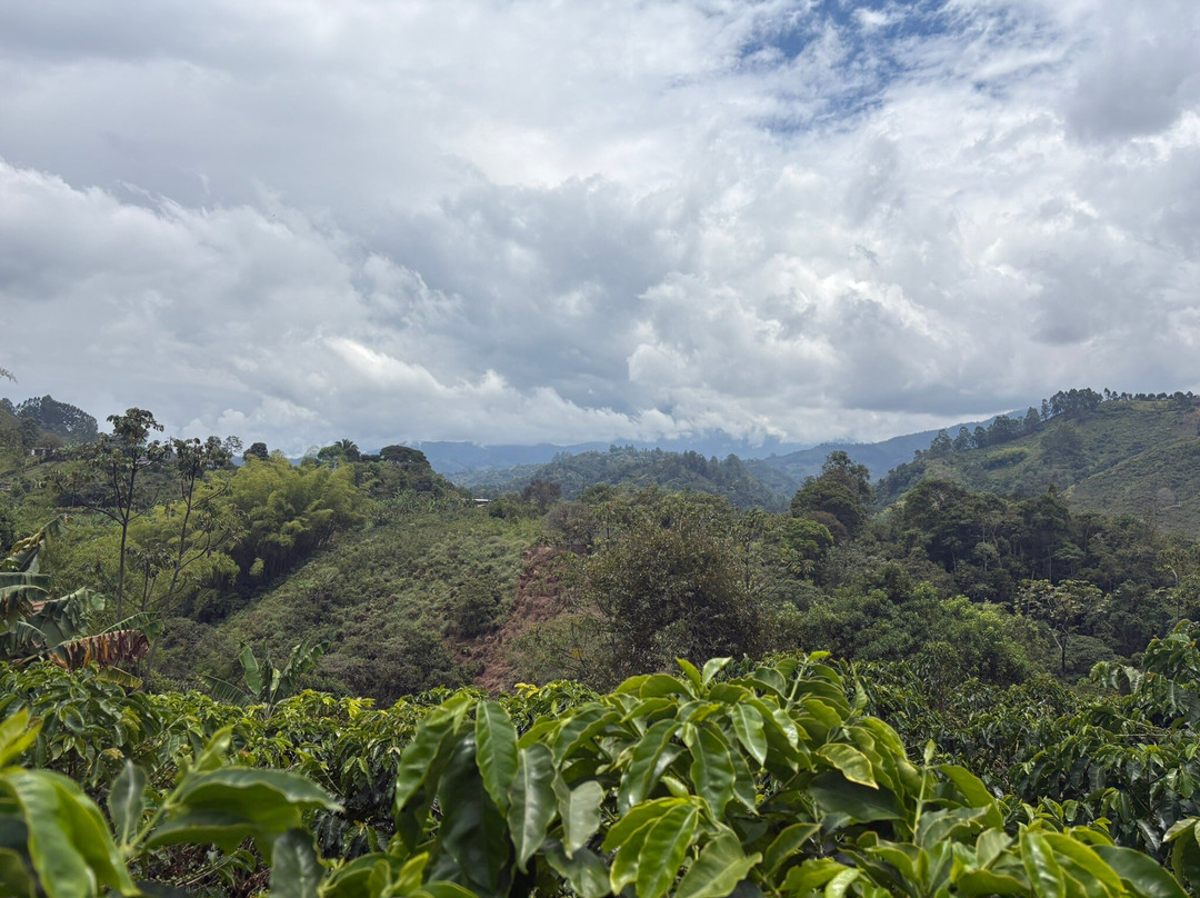 Finca  Buenos Aires coffee Tour-萨伦托必去景点