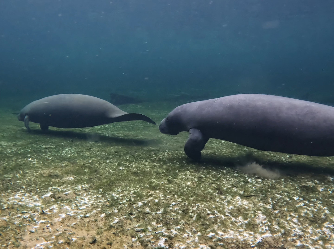 Florida Dive Company-橙县必去景点