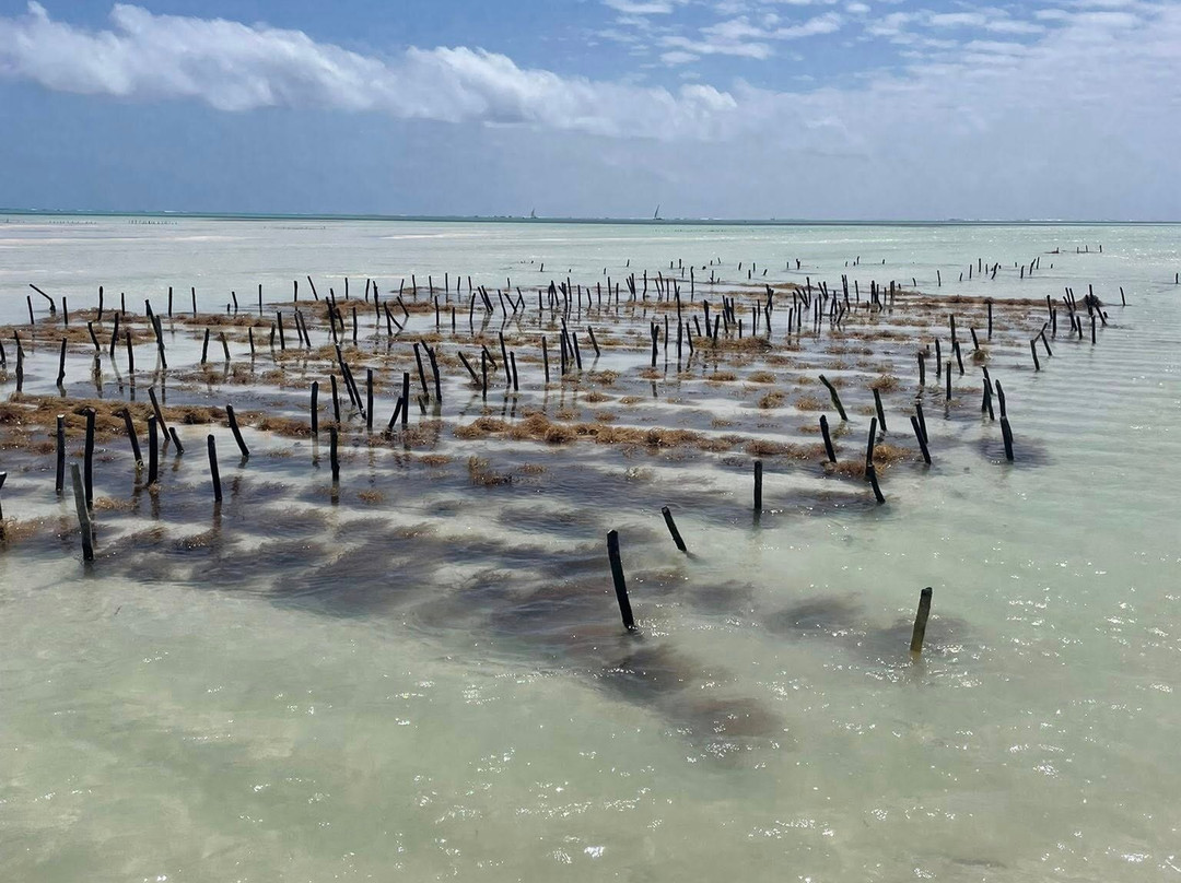 Eddie Taxi Driver Zanzibar-桑给巴尔市必去景点