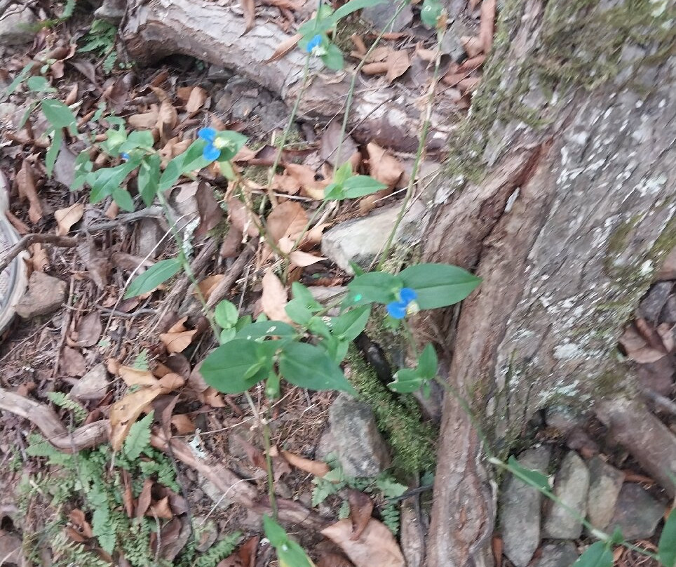 Woolly Hollow State Park-Greenbrier必去景点