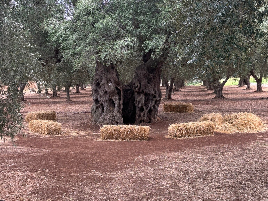 Extravergine Savoia-法萨诺必去景点