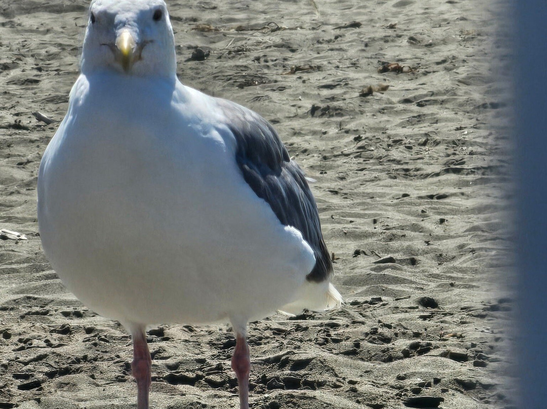 Sonoma Coast State Beach - Salmon Creek-博德加湾必去景点