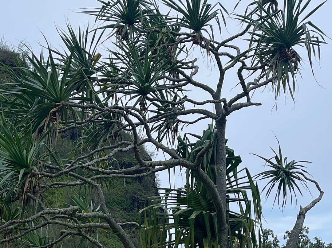 Limahuli Garden and Preserve-哈纳雷伊必去景点