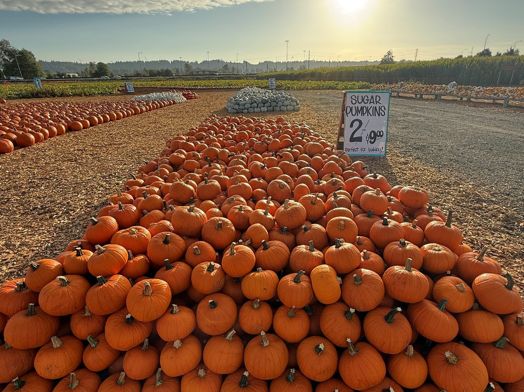 Carpinitos Pumpkin Patch-肯特必去景点