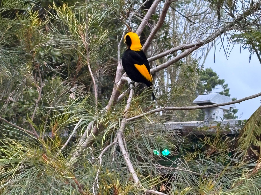 O'Reilly's Rainforest Retreat Day Experiences-莱明顿国家公园必去景点