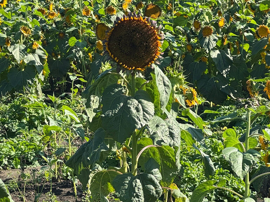 The Farm-Woodbury必去景点