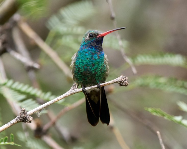 Ramsey Canyon Inn Bed and Breakfast-浴室