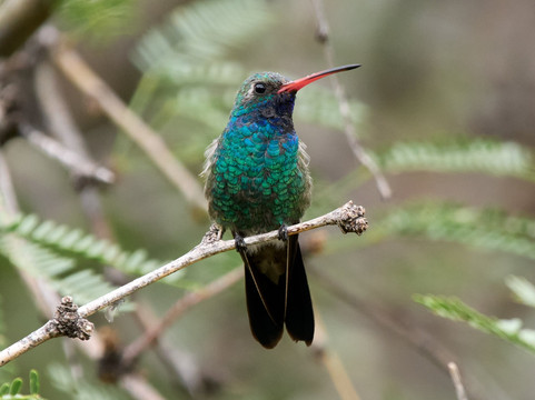 Ramsey Canyon Inn Bed and Breakfast主图