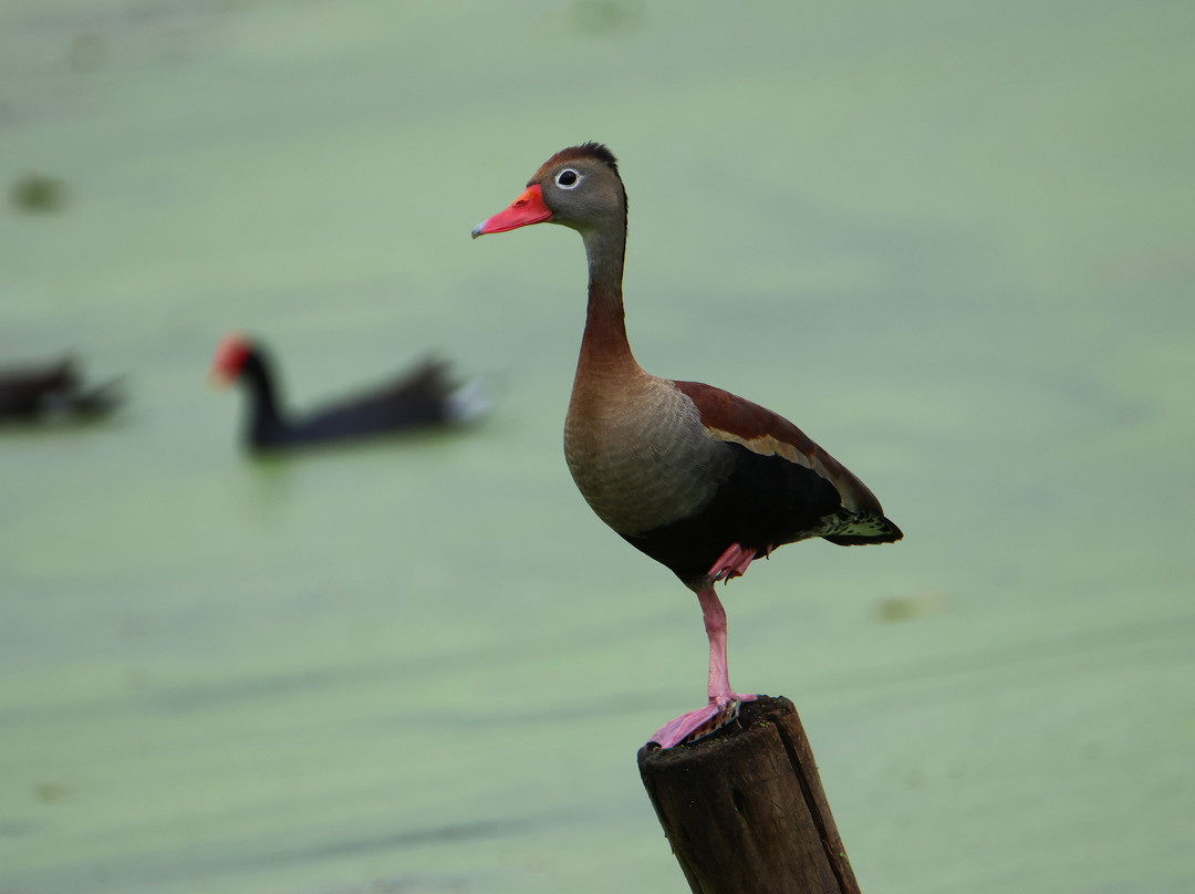 REGUA - Reserva Ecológica de Guapiaçu-Cachoeiras de Macacu必去景点