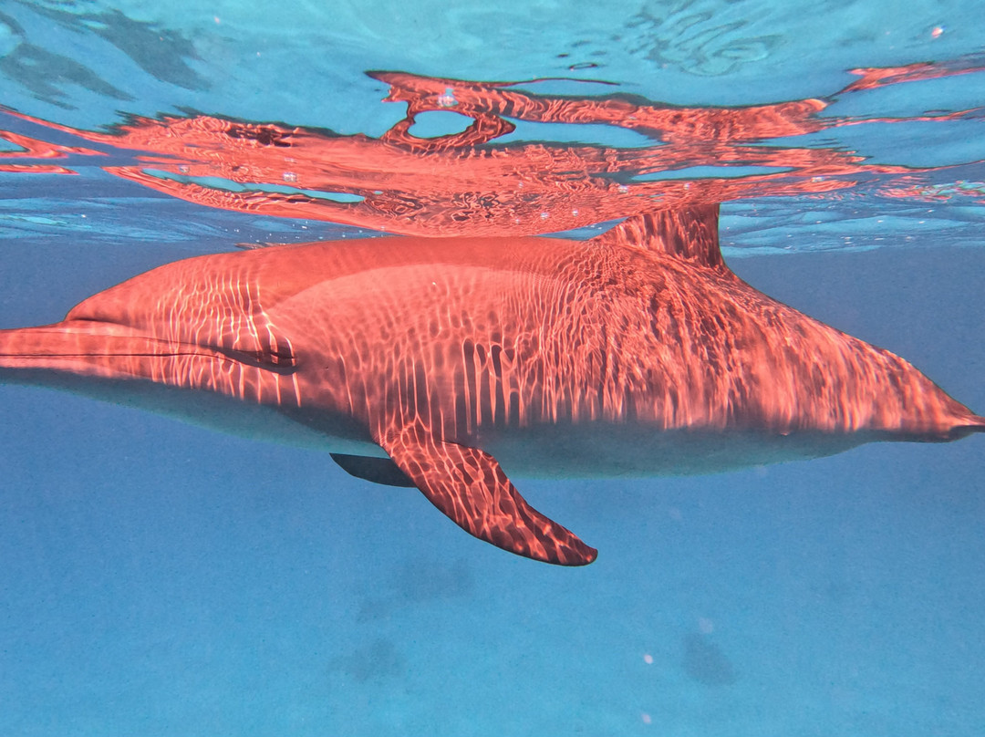 Emperor Divers-马萨阿拉姆必去景点