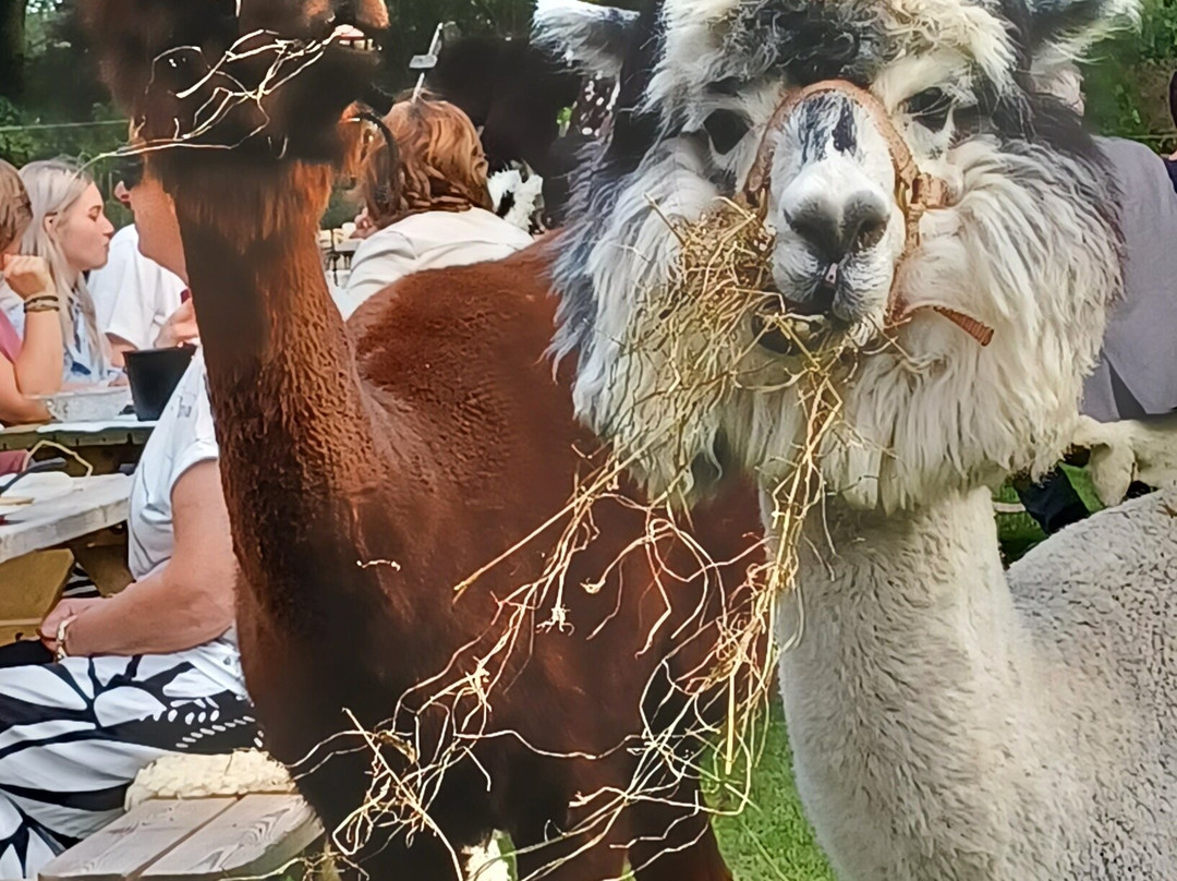 Alpaca Enzo-Wittelte必去景点