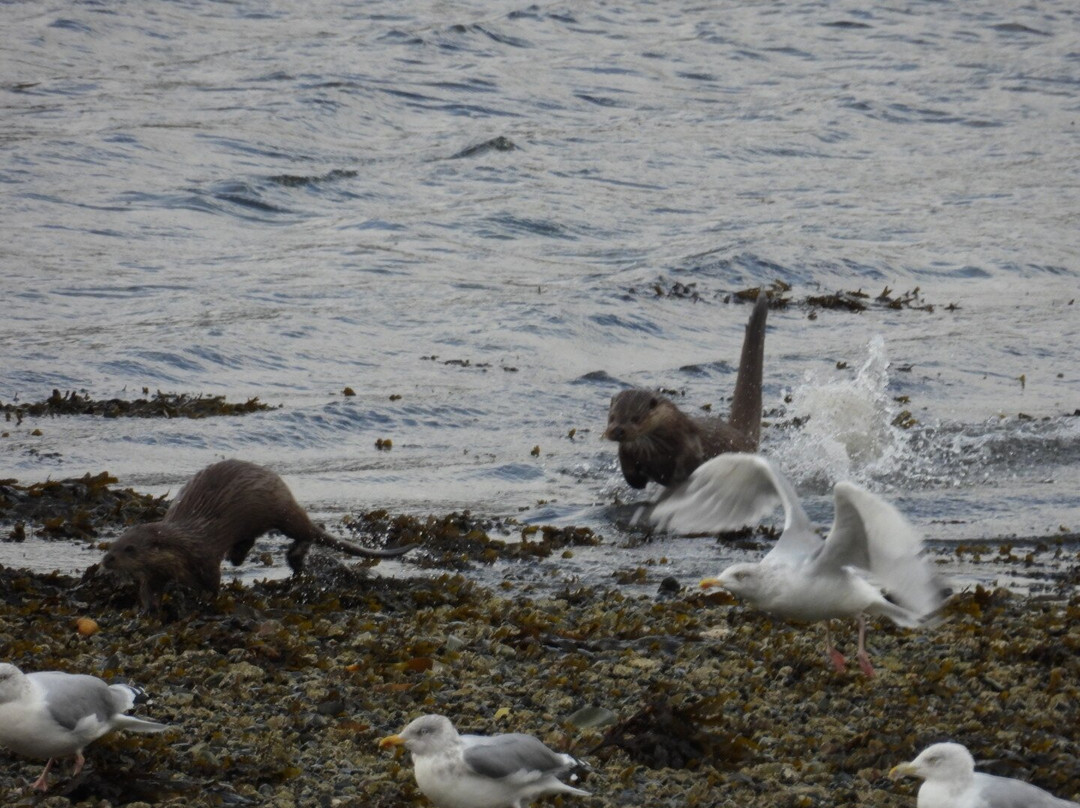 Mull Wildlife Breaks-Salen必去景点