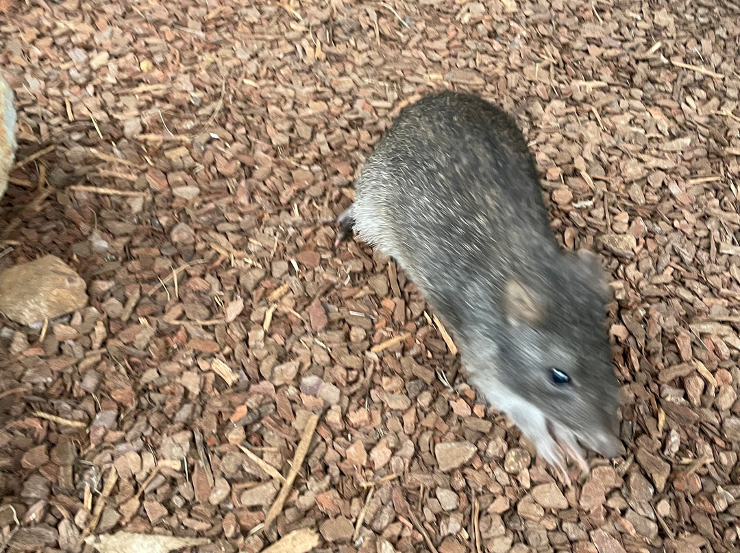 Aussie Ark-Barrington必去景点