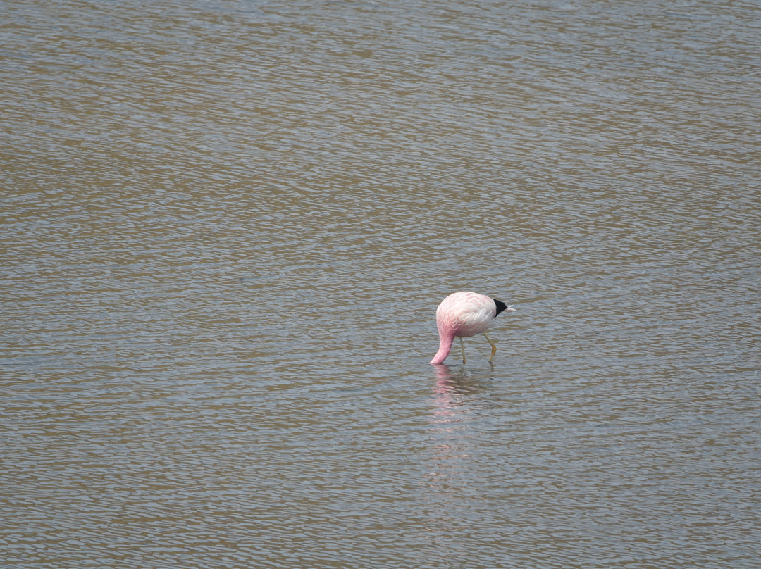Laguna Lagunillas-Santa Lucia必去景点