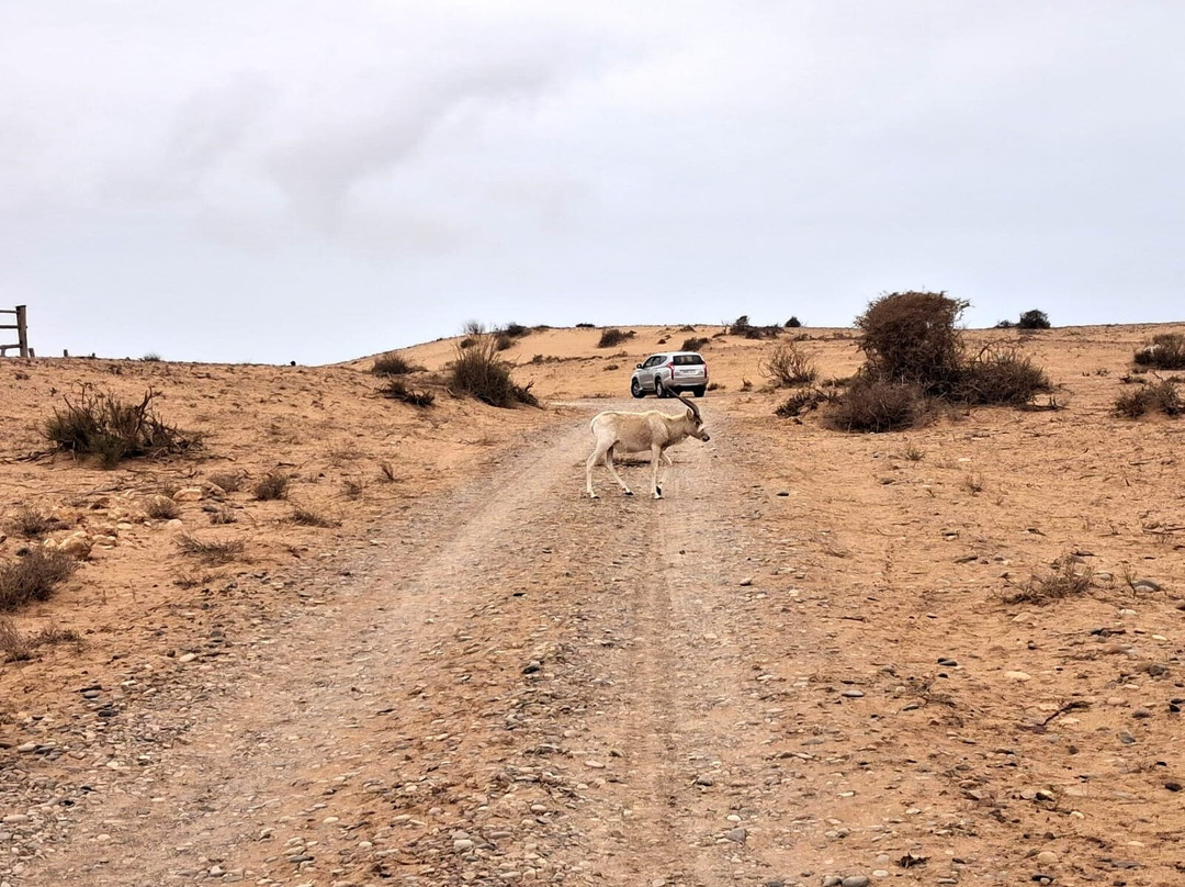 Parc Nacional de Souss-Massa-Takate必去景点
