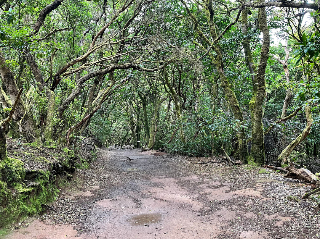 Mirador Cruz del Carmen-拉古纳的圣克里斯托波尔城必去景点