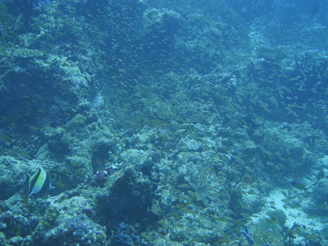 ScubaCaribe-达哈阿鲁环礁必去景点