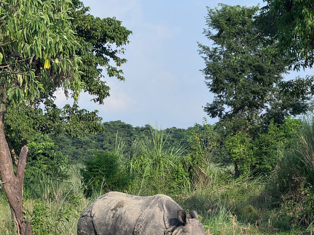 United Jungle Guide Service-奇旺国家公国必去景点