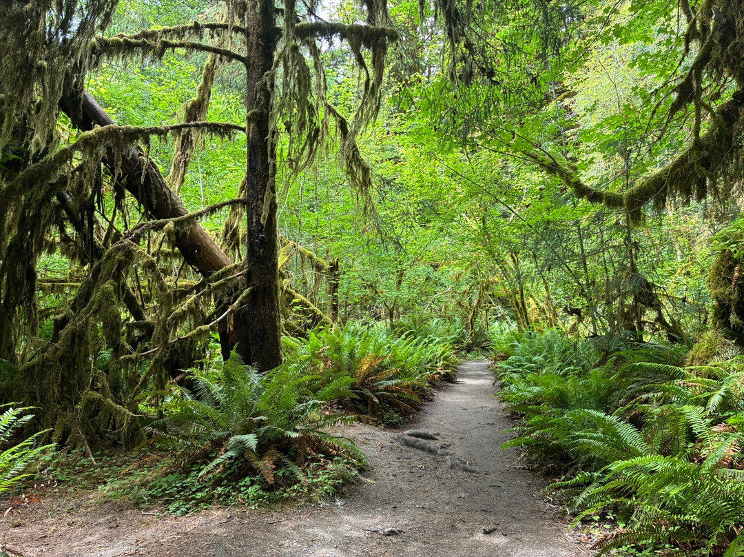 赫温带雨林-奥林匹克国家公园必去景点