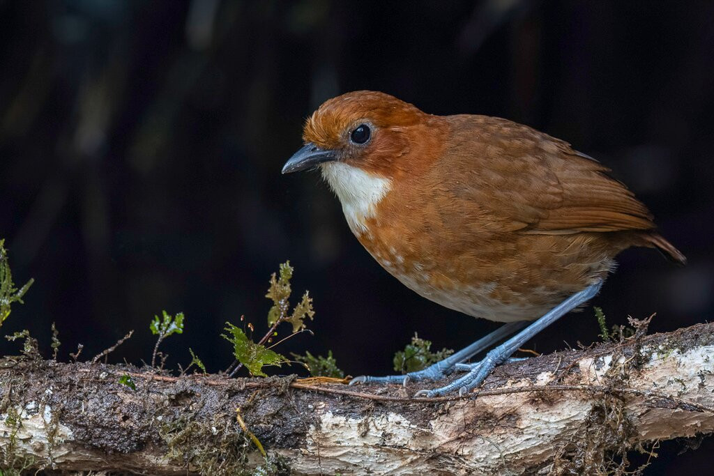 South Birding Peru-Tambopata National Reserve必去景点