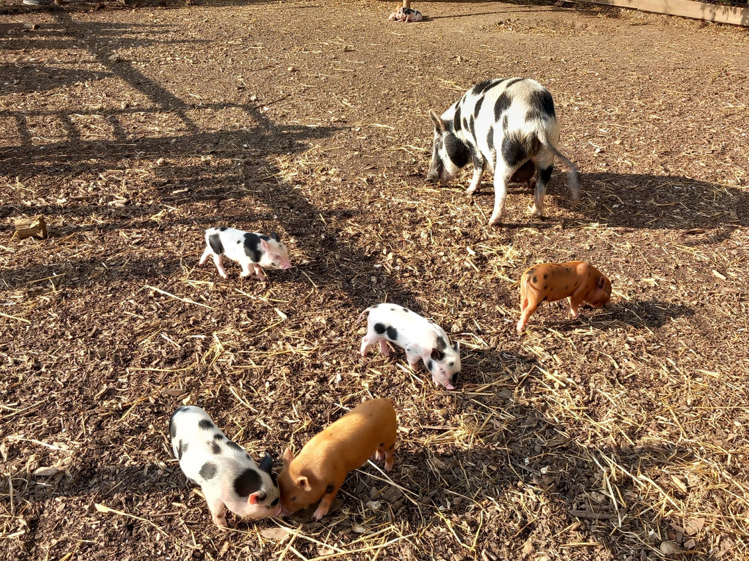 Kew Little Pigs Farm Ltd-Amersham必去景点