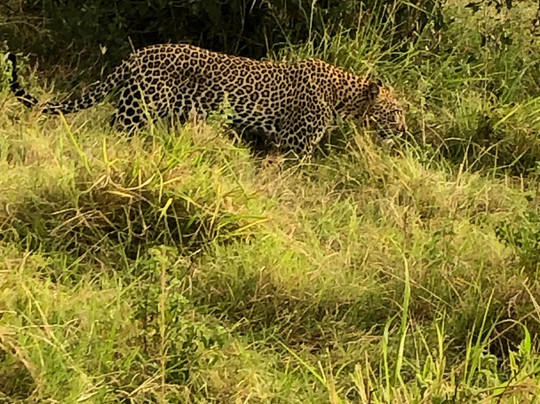 Joyina Safaris Africa-内罗毕必去景点