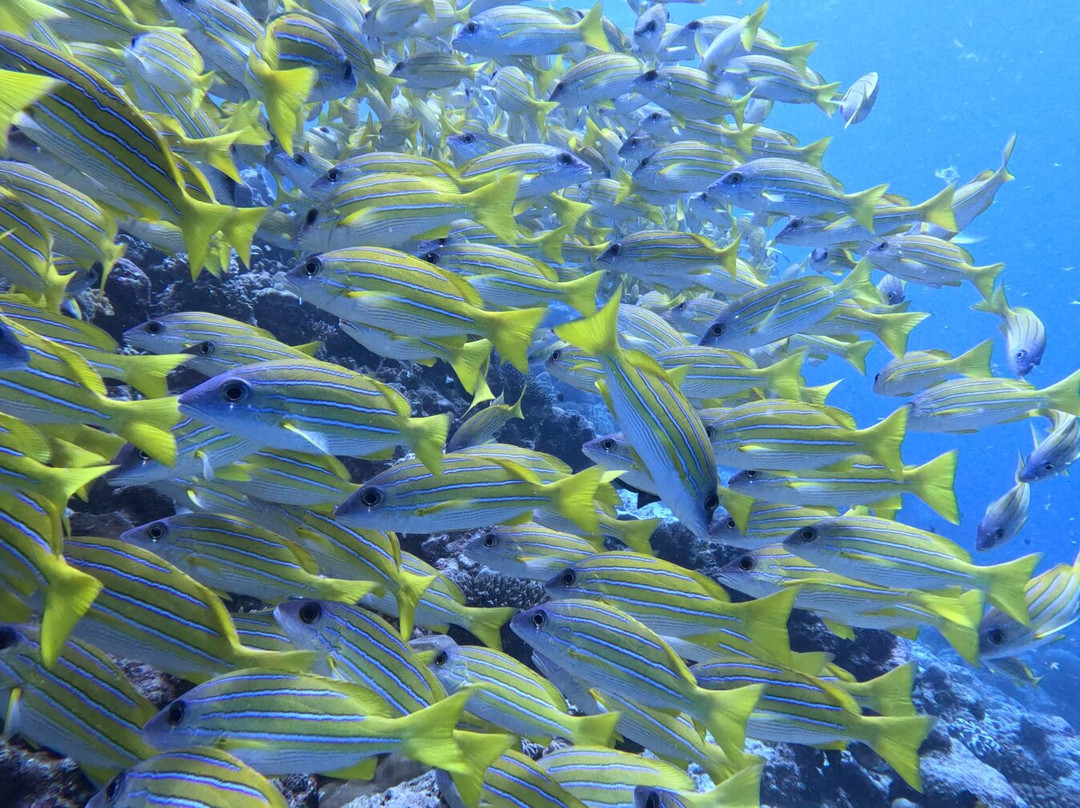 Euro-Divers Dhigali-Meedhoo必去景点