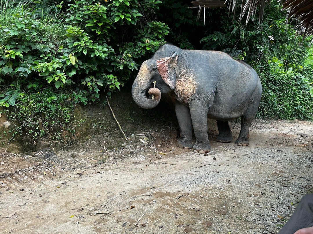 Hidden Forest Elephant Reserve-查龙必去景点