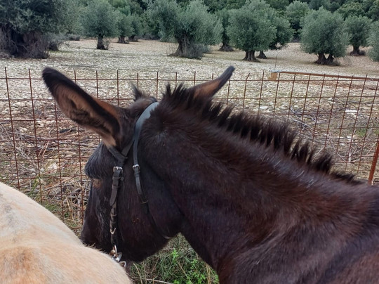 Donkey Trekking Kefalonia-萨米必去景点