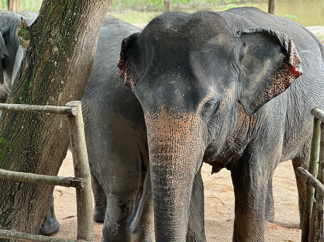 The Lake Phuket Elephant Home-Thep Krasatti必去景点