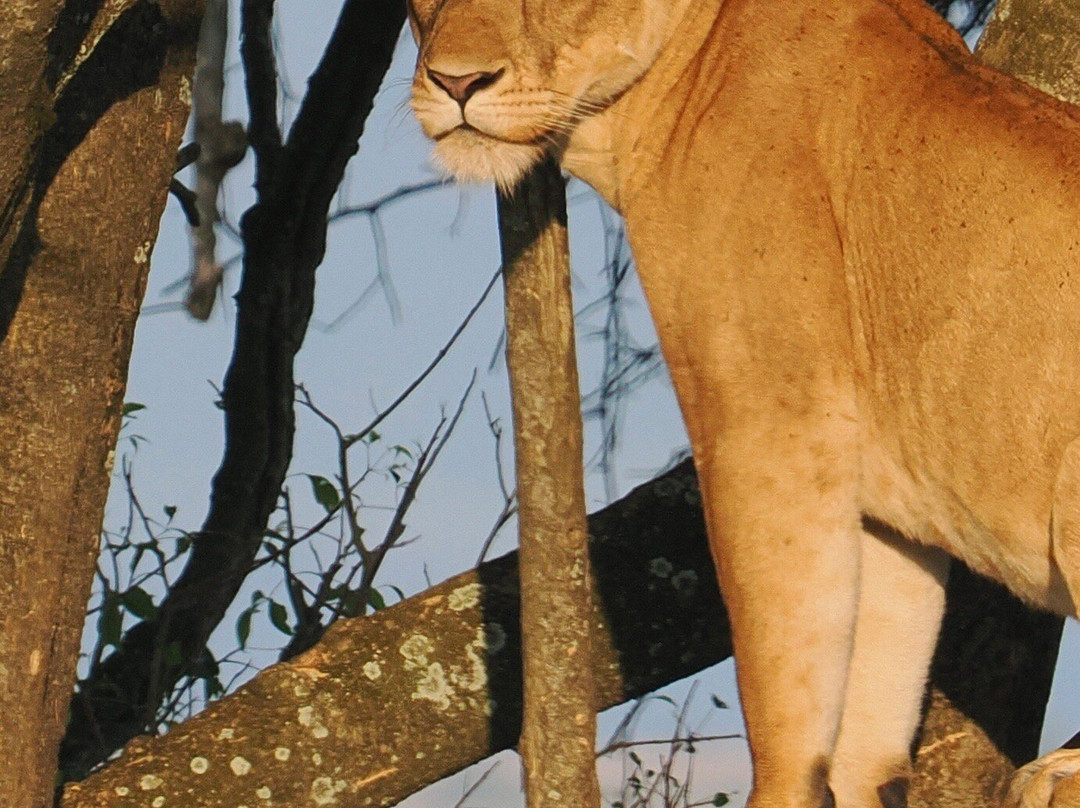 Achieve Global Safaris-坎帕拉必去景点