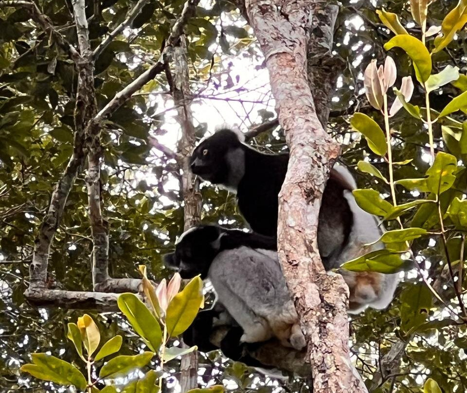 Analamazaotra Special Reserve-昂达西贝必去景点