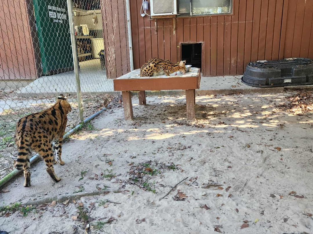 Bear Creek Feline Center-巴拿马城必去景点