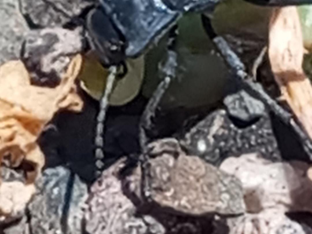 Ecoturismo La Serena-拉塞雷纳必去景点