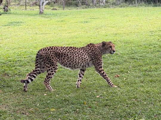 Durban Day Safaris-德班必去景点