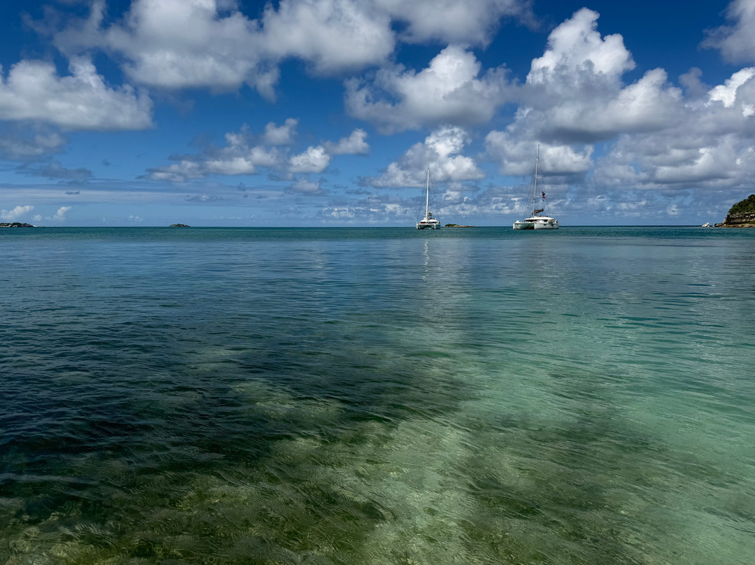Wadadli Cats-安提瓜必去景点