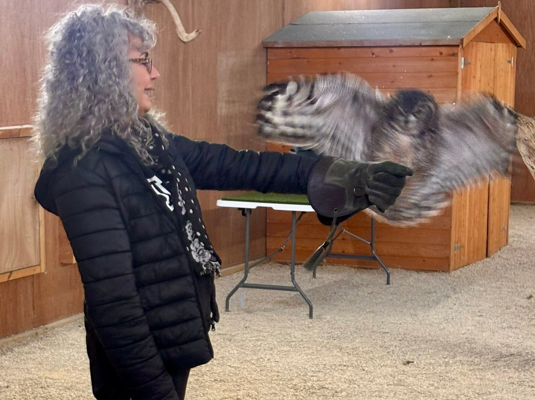 The Bird Of Prey Project-巴斯必去景点