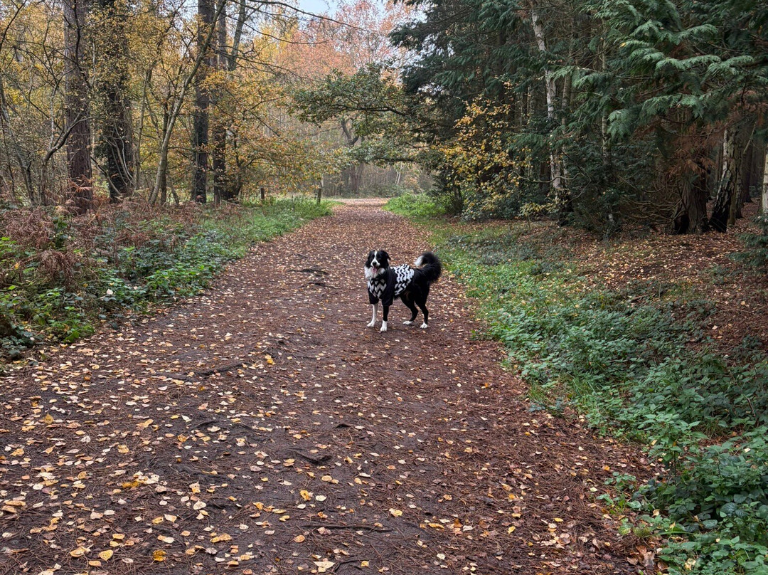 Willingham Woods-Market Rasen必去景点