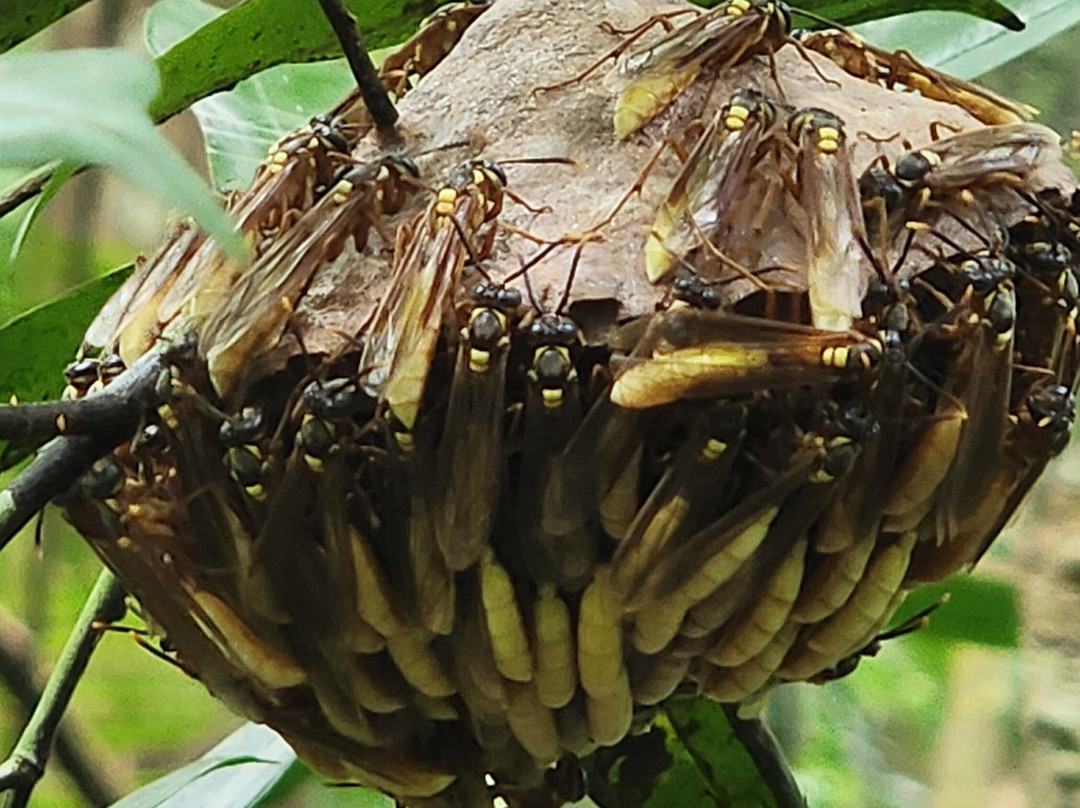 Amazonian Trails-伊基托斯必去景点