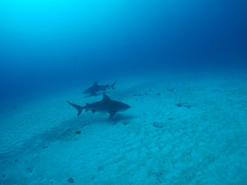 Jaguar Divers-普拉亚德尔卡曼必去景点
