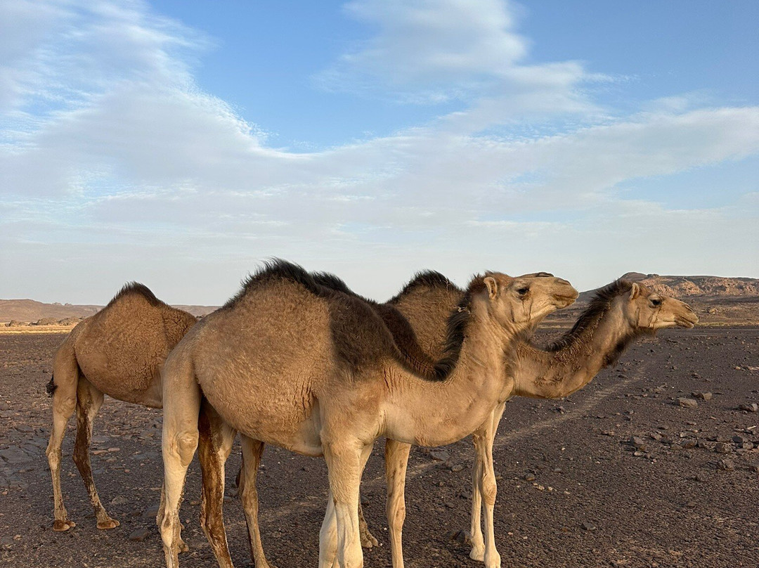 Sahara Africa Tours-Djanet必去景点