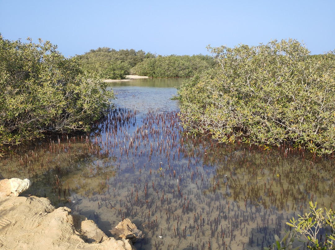 El Qulan Mangrove Forest-马萨阿拉姆必去景点