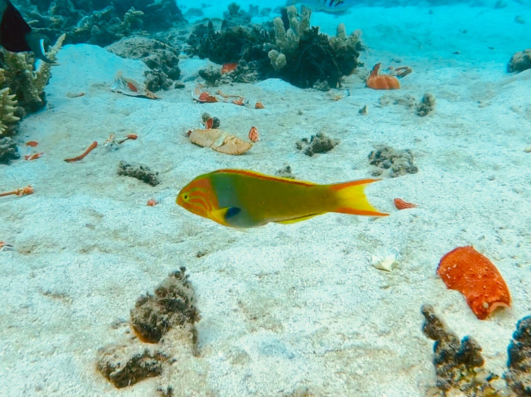 Mystery Island-Aneityum Island必去景点