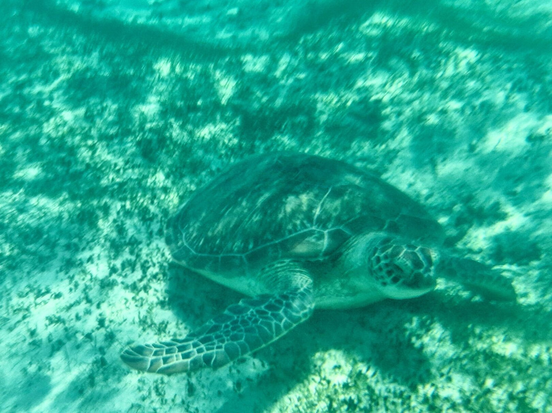 Dream Dolphin-黑河必去景点