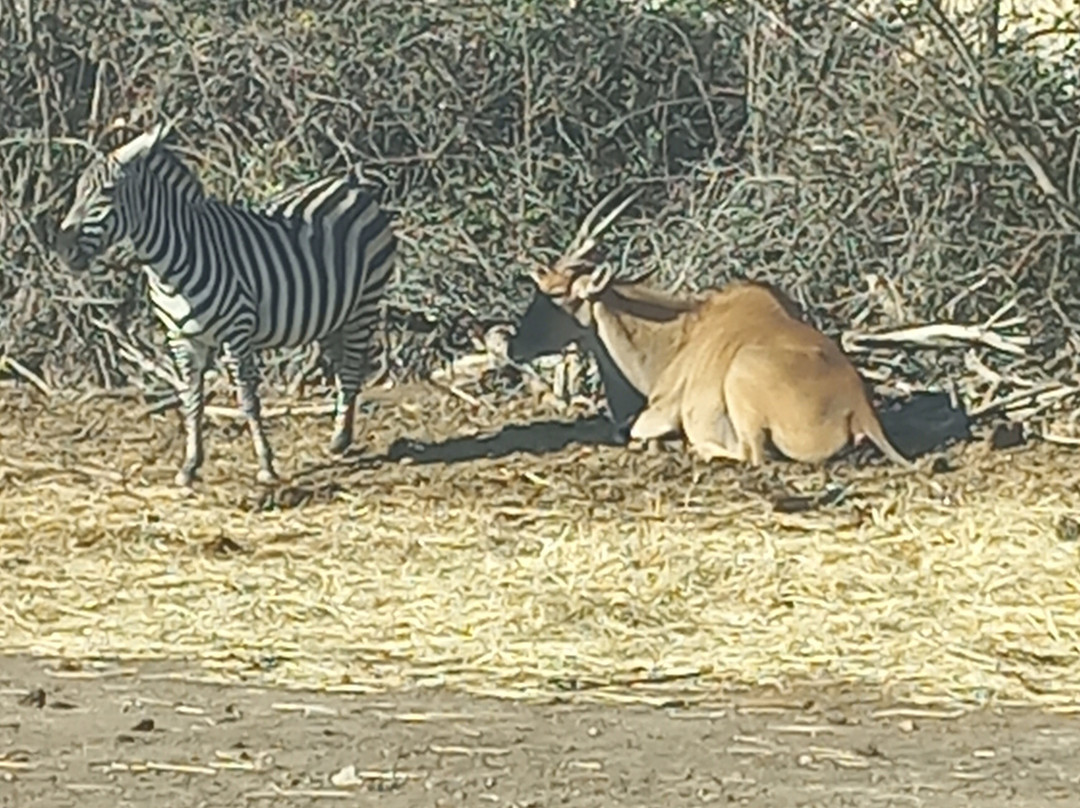 Réserve Africaine de Sigean-Sigean必去景点