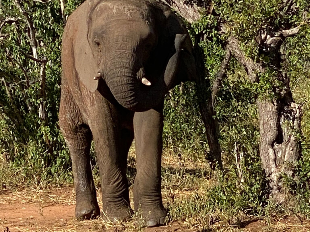 Top Africa Safaris-迪亚尼必去景点