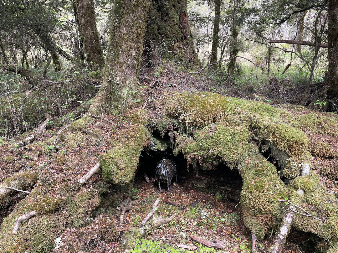 The Natural Flames Experience - Day Tours-Murchison必去景点