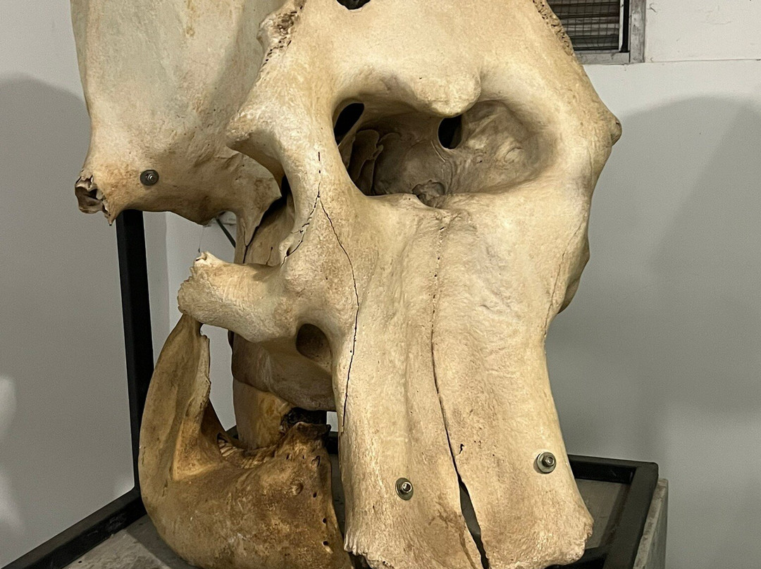 Elephant Transit Home (ETH)-乌达瓦拉维国家公园必去景点