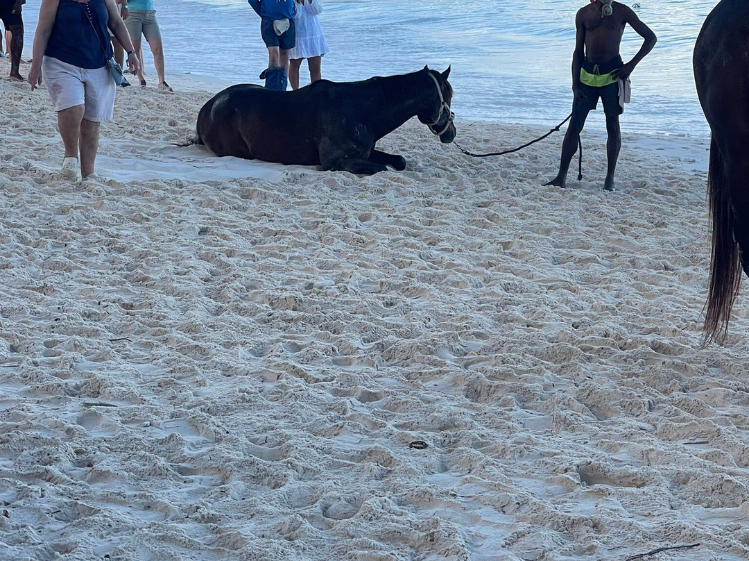 Pebbles Beach-布里奇顿必去景点