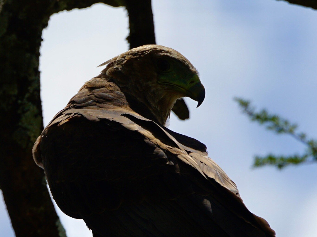 Ngatunga Tours-乞力马扎罗山国家公园必去景点